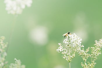 Close-up of a hoverfly on delicate white flowers against a soft green background. HD wallpaper