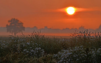 Floral field at sunset, field, red, sky, beautiful, flowers, sunset HD wallpaper