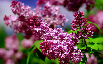 PRETTY SPRING BRANCH, branch, nature, flowers, spring HD wallpaper