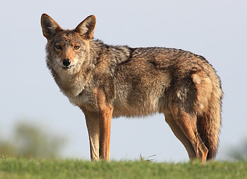 Coyote high quality, selection, Stunning visuals, High resolution HD wallpaper