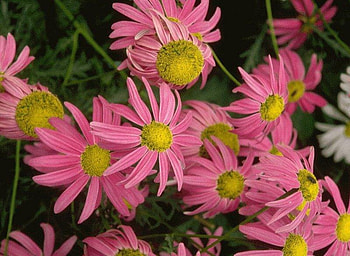 pink, pinkfloers HD wallpaper