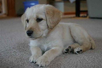 Lil Pup, labradoodles, dogs, puppies laying down, golden dogs, puppies HD wallpaper