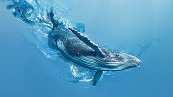 Humpback Whale, whale, fish, water, humpback HD wallpaper