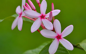Kopsia, Plumeria HD wallpaper