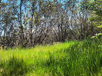 Hiking in Greater San Diego County Landscape graphy, grass, Southern California, California, landscape, hiking, graphy, nature HD wallpaper