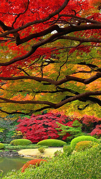 Colourful trees, trees, colours, nature HD phone wallpaper