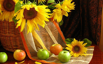Lovely Sun Flowers, nature, sunflowers, lovely, graphy HD wallpaper