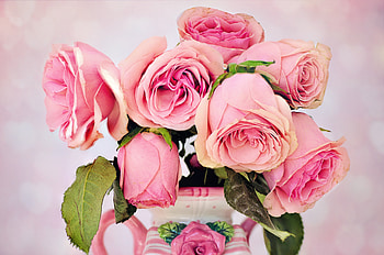 Pink roses, fresh, flora, vase HD wallpaper