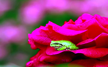 ROSE BED for GREENFROGGY1, greenfroggy1, rose, graphy, green, frog, petal HD wallpaper