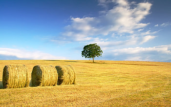 Landscape, Nature, Fields HD wallpaper