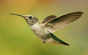 HUMMINGBIRD, FLIGHT, FEATHERS, COLORS, WINGS HD wallpaper