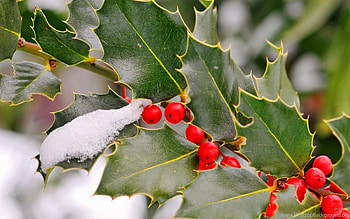 Holly Tree, Background beauty, Sarah's post, bliss HD wallpaper