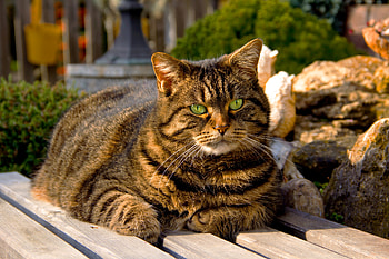 Animals, Cat, Striped, Shadow, Thick, Fat HD wallpaper