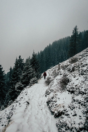 Winter, Nature, Trees, Snow, Elevation HD phone wallpaper