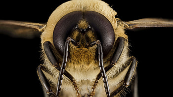 Queen, Bees HD wallpaper