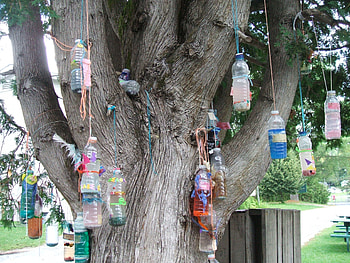 dreams, bottles, water, tree HD wallpaper
