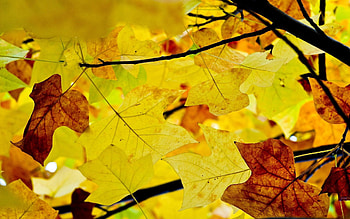 Nature, Autumn, Leaves, Branches, Branch, Dry HD wallpaper