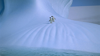 Animals, Birds, Pinguins HD wallpaper