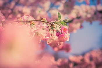 Pink flowers, cherry blossom, spring, blur HD wallpaper