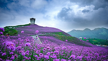 Flowers in field, purple, wildflowers, blossoms, clouds, sky, mountains, hill HD wallpaper