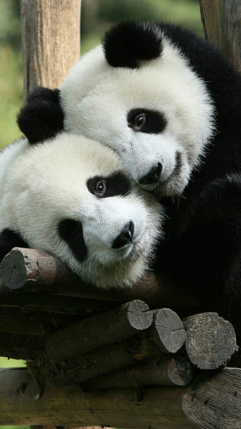 Cute panda , Adorable design, Whimsical style, Lovely illustration HD phone wallpaper