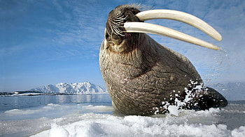 Animals, Ice, Mountain, Spray, Tusks, Walrus HD wallpaper