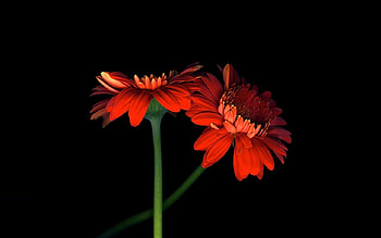Red Gerbera, petals, red, flowers, gerbera, bkooms HD wallpaper