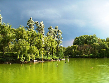 Ducks Make Merry., wonderful, the, a, of HD wallpaper