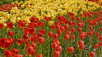 Flowers, Grass, Tulips, Flower Bed, Flowerbed, Field HD wallpaper