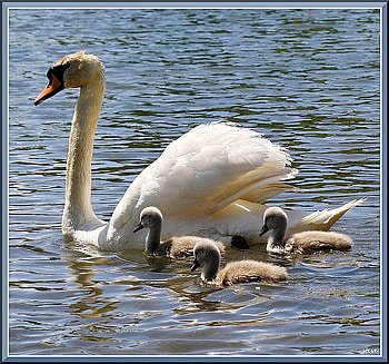 Family swim, swim, swans, birds, young, mother, water HD wallpaper