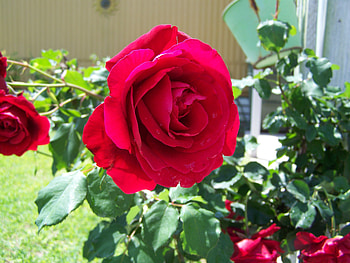 roses after the rain, rose, roses, red, flower HD wallpaper