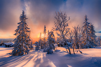 Winter, nature, snow, tree HD wallpaper