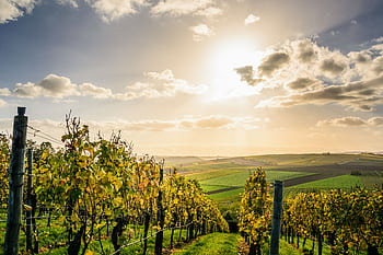 Scenic view of a sunlit vineyard under a bright sky in Lauffen am Neckar, Germany. HD wallpaper