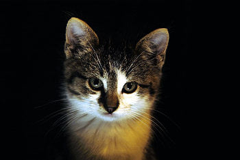 Animals, Cats HD wallpaper