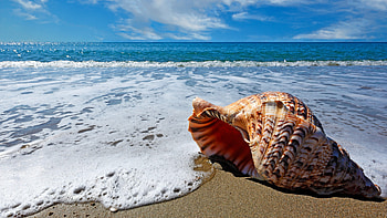 Beach Shell, , John Tremblay, Posted By HD wallpaper