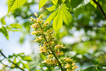 Buckeye Tree, Ohio pride, Purdue Fort Wayne, Woody perennial HD wallpaper