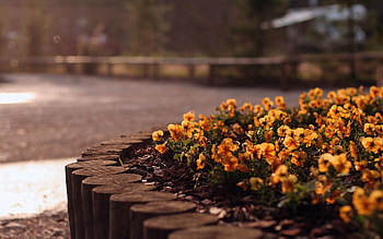 Flowers, Grass, Flower Bed, Flowerbed, Street HD wallpaper