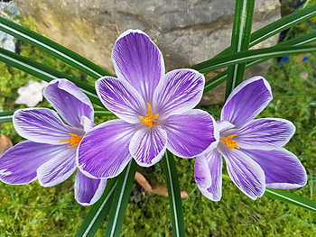Purple Blossoms, plants, crocus, petals, garden, spring HD wallpaper