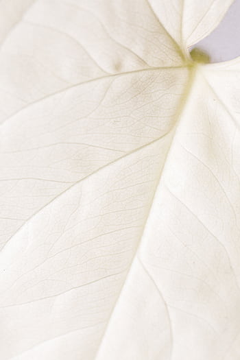 Detailed macro shot of a white leaf's texture, perfect for backgrounds and nature themes. HD phone wallpaper