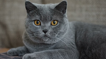 British Cat, Classic , Elegant breed, Feline royalty HD wallpaper