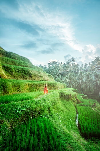A woman in a flowing dress walking through green rice terraces in Bali. HD phone wallpaper