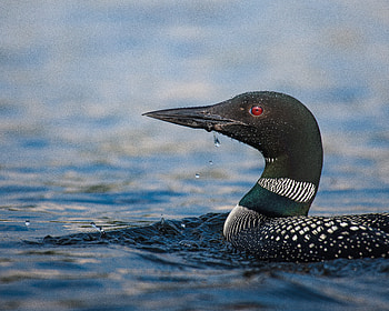 Animal, Loon HD wallpaper