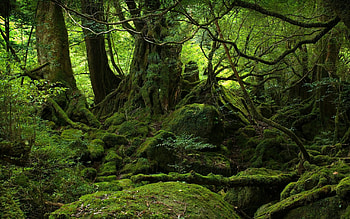 Rainforest , Nature's wonders, Serene forest, Calm ambiance HD wallpaper