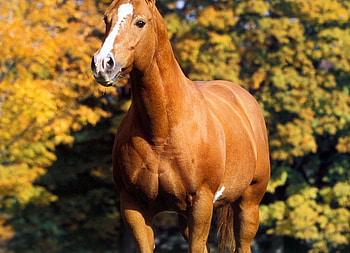 American Quarter Horse, horse, stallion, animals, cavalo HD wallpaper