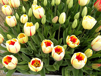 Flowers, Tulips, Greens, Buds, Seedling, Seedlings HD wallpaper