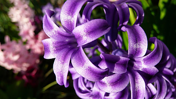 Blue hyacinth, Floral enchantment, Nature's spectacle, Serene beauty HD wallpaper