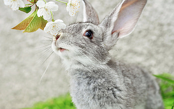 Animals, Rabbits HD wallpaper