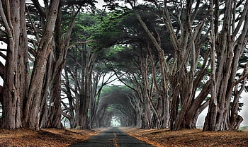 Amazing Road, trees, road, beautiful, country HD wallpaper