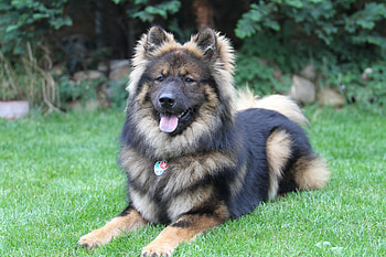 Animals, Lies, Dog, Eurasier, Eurasian, Oirazier, Oyrazier HD wallpaper
