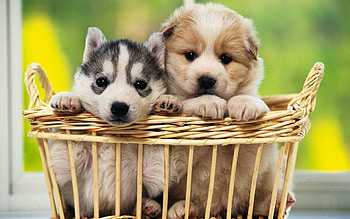 Dog, dog , stunning backgrounds, impressive HD wallpaper